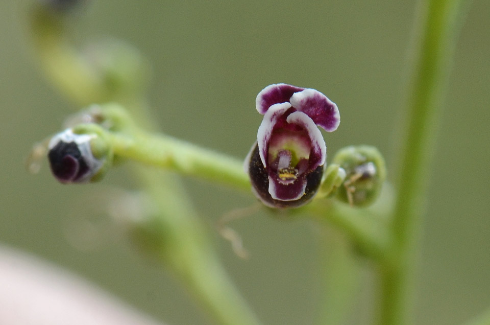 Scrophularia canina / Scrofularia comune